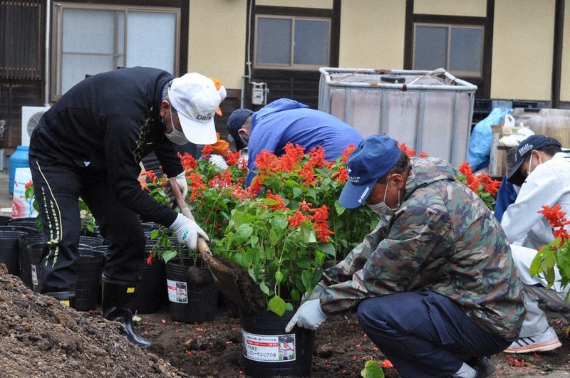 サルビアの移植作業をする円谷幸吉・レガシーサルビアの会のメンバーら=福島県須賀川市フラワーセンターで2021年5月13日、熊田明裕撮影