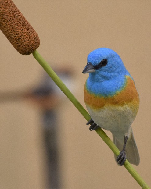 バードカービング (Bird Carving)  ノゴマ  野鳥彫刻 バードカービング (Bird Carving) ノゴマ 野鳥彫刻 - メルカリ