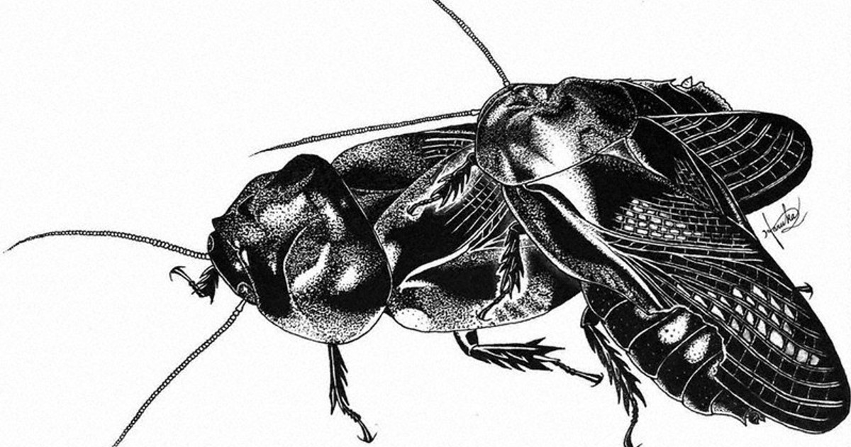 Japanese researchers find woodfeeding cockroaches munch each other's