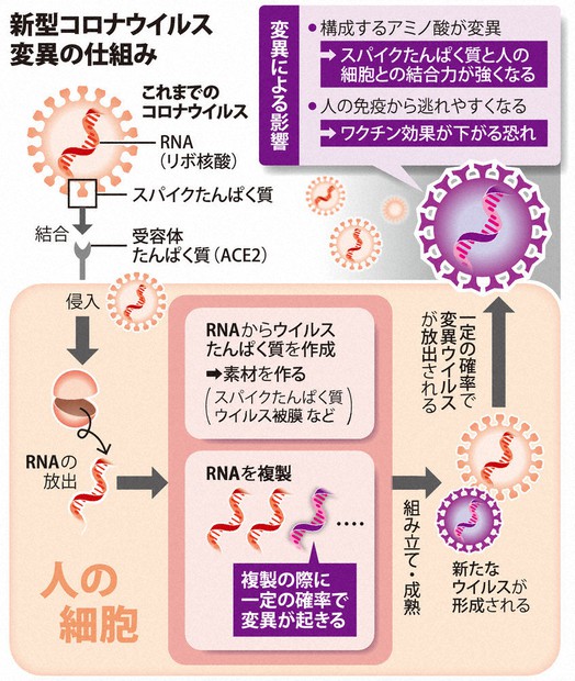 検証：英変異株、コロナ感染の9割超 重症化、若者にも脅威 | 毎日新聞