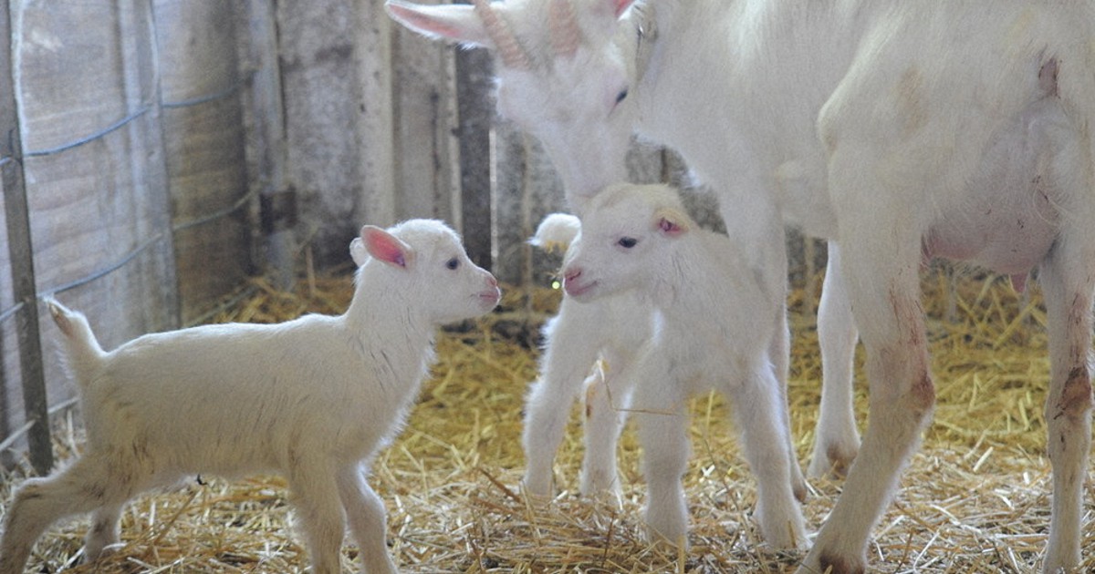 双子のヤギ誕生 愛らしい姿人気に 山形大農学部 | 毎日新聞