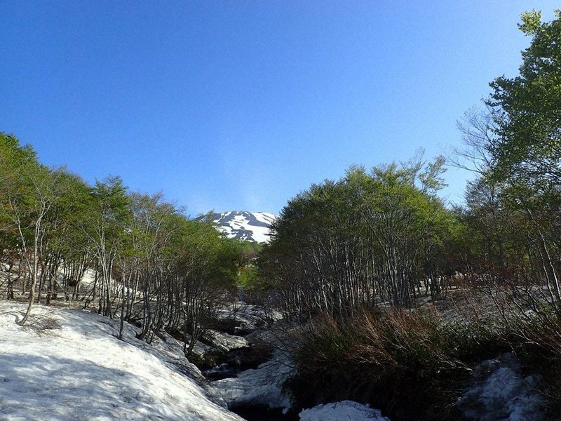 雪解け水が注ぎ込む沢から仰ぐ鳥海山。ブナ林を抜けてふもとに向かう=筆者撮影