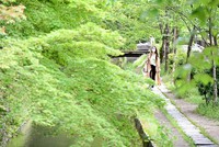 Fresh greenery adds color to the Path of Philosophy in Kyoto's Sakyo Ward, as seen in this photo taken on May 10, 2021. (Mainichi/Kazuki Yamazaki)
