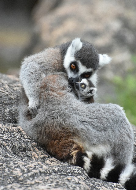 ママにぎゅーっ ワオキツネザル赤ちゃん2頭誕生 高知の動物公園 | 毎日新聞
