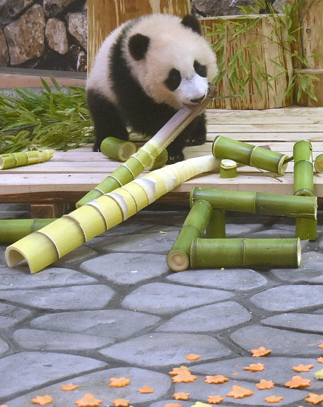 アドベンチャーワールド パンダ ランダムガチャ 楓浜 ガチャガチャ パンダ