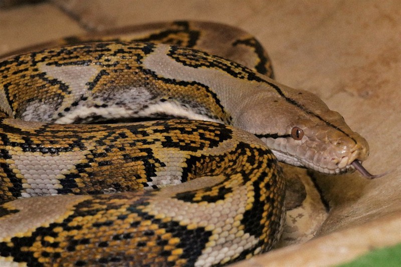 ニシキヘビ どこへ 脱走から半月 横浜 県警 捜索打ち切り 神奈川 毎日新聞