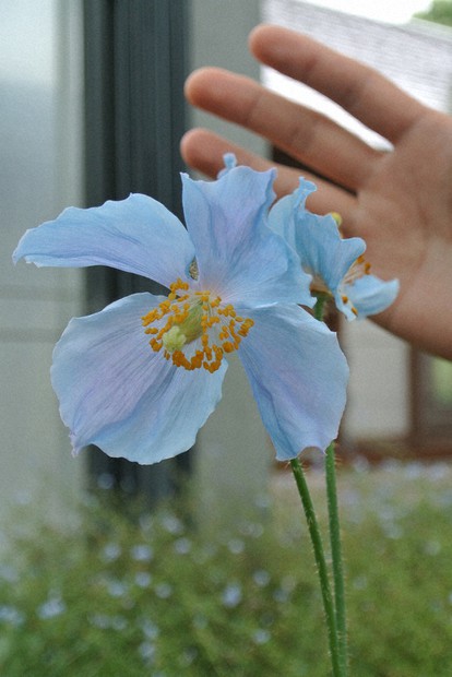 ヒマラヤの青いケシ」開花 澄んだ色で魅了 富山県中央植物園 | 毎日新聞