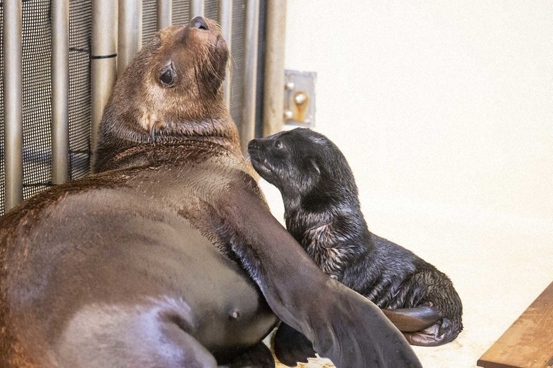 ママに寄り添い元気 オットセイの赤ちゃん誕生 鳥羽水族館 三重 毎日新聞
