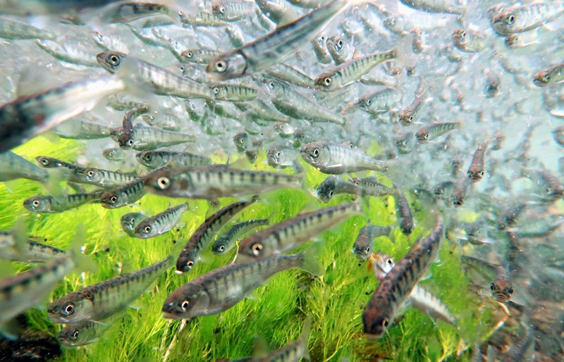 海を目指して泳ぐシロザケの稚魚＝北海道標茶町で、貝塚太一撮影