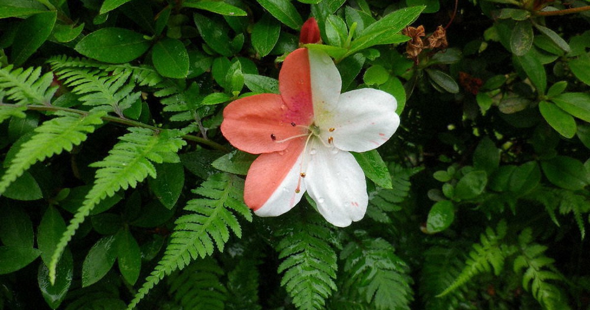 毎年ピンクなのに 紅白のツツジ発見 専門家 見たことない 毎日新聞