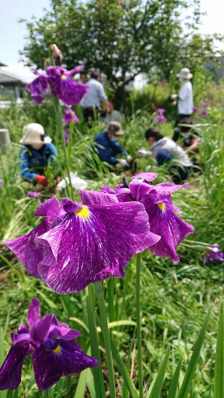簗瀬水路に咲く 花筏 川の会 メンバーら手作り 初夏の風物詩 近大高専生も参加 名張 三重 毎日新聞 簗瀬水路に咲く 花筏 川の会 メンバーら手作り 初夏の風物詩 近大高専生も参加 名張 三重 毎日新聞