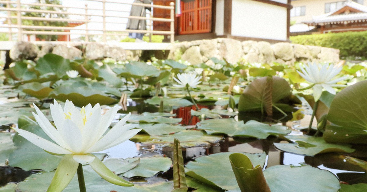 池の中でりんと スイレン見ごろ 奈良 喜光寺 奈良 毎日新聞