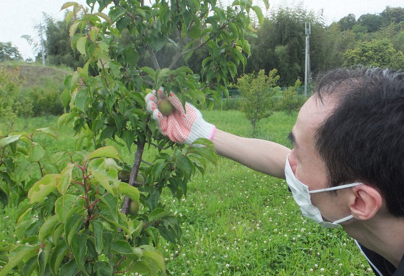 追分梅林で収穫作業 売り上げ一部 福祉に寄付 奈良 奈良 毎日新聞