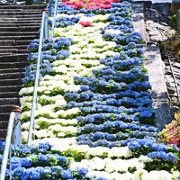 色鮮やかアジサイで昇り竜 石段60段に600鉢 三室戸寺 写真特集1 6 毎日新聞