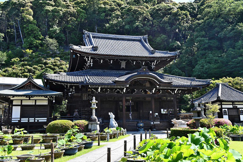 色鮮やかアジサイで昇り竜 石段60段に600鉢 三室戸寺 写真特集1 6 毎日新聞