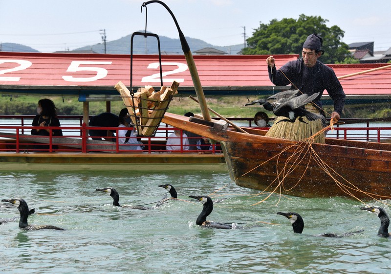 昼間の鵜飼い 木曽川で開幕 観覧船の定員は半分 飲食提供なし 毎日新聞