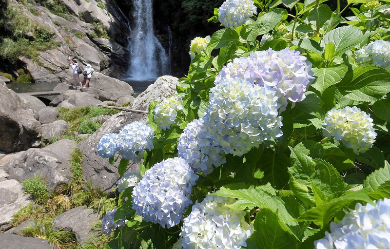 鮮やかアジサイ 名勝 見帰りの滝 に花を添える 佐賀 唐津 写真特集1 7 毎日新聞