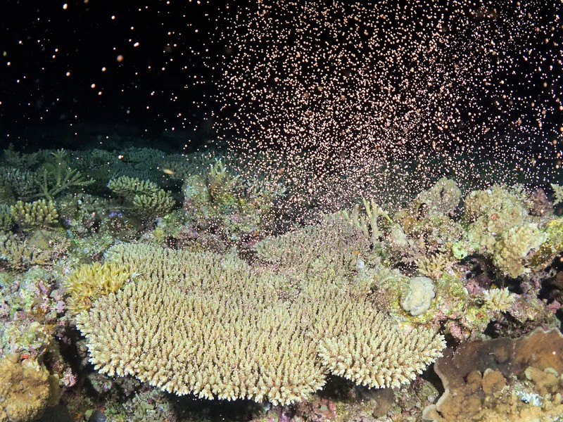 奄美大島の海中に舞うピンクの粒 サンゴの産卵始まる 写真特集1 5 毎日新聞 奄美大島の海中に舞うピンクの粒 サンゴの産卵始まる 写真特集1 5 毎日新聞