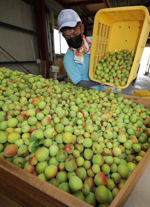 和歌山県みなべ町 南高梅 当日収穫分3Lサイズ3kg 和歌山名産】南