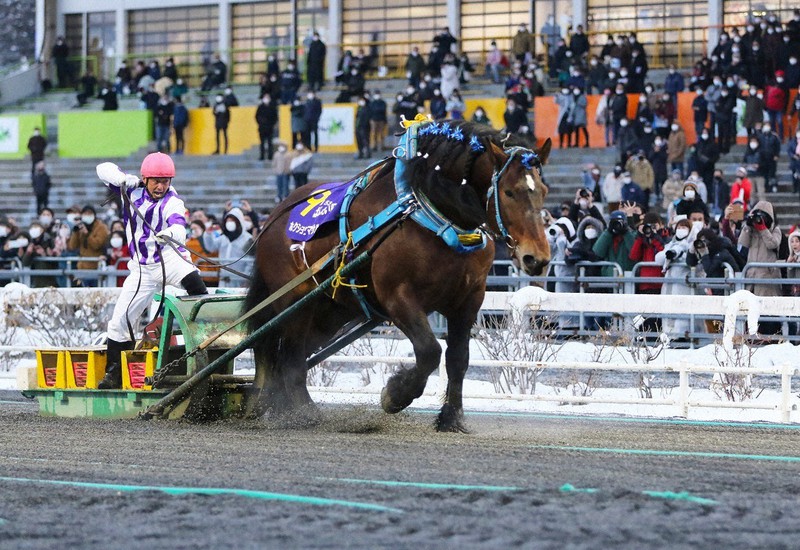 2021年3月の重賞レース「ばんえい記念」で力走し、優勝したホクショウマサル=北海道帯広市提供