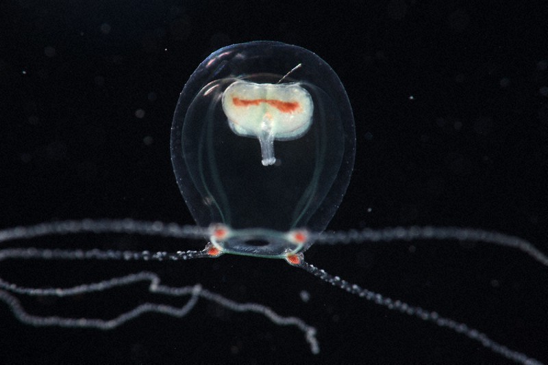 透明な丸い傘の中に赤い筋が入った生殖巣があるワタボウシクラゲ=新江ノ島水族館提供