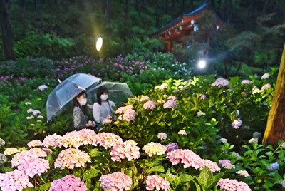 夕闇に浮かぶアジサイしっとりと 京都 三室戸寺で試験点灯 毎日新聞