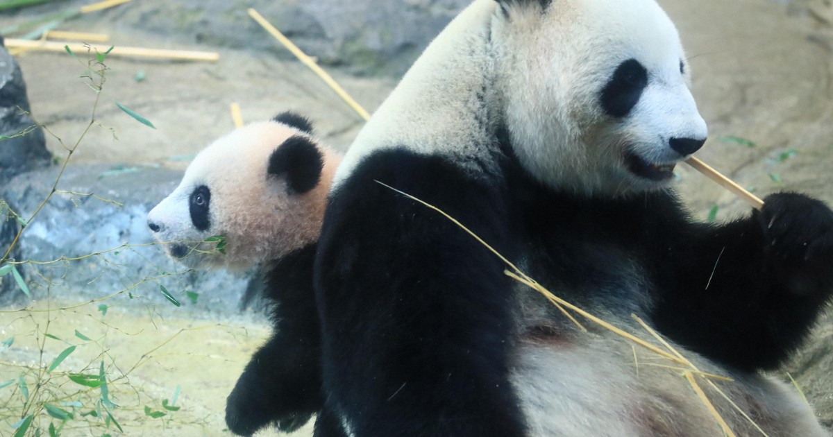 パンダのシンシン 妊娠の兆候 上野動物園 毎日新聞