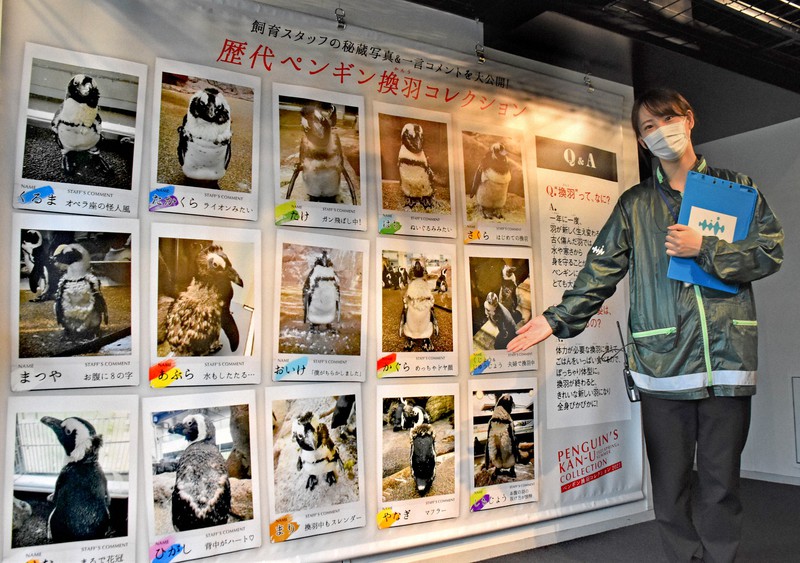 ペンギンの 換羽 でファッションショー 京都水族館で展示 毎日新聞 ペンギンの 換羽 でファッションショー 京都水族館で展示 毎日新聞