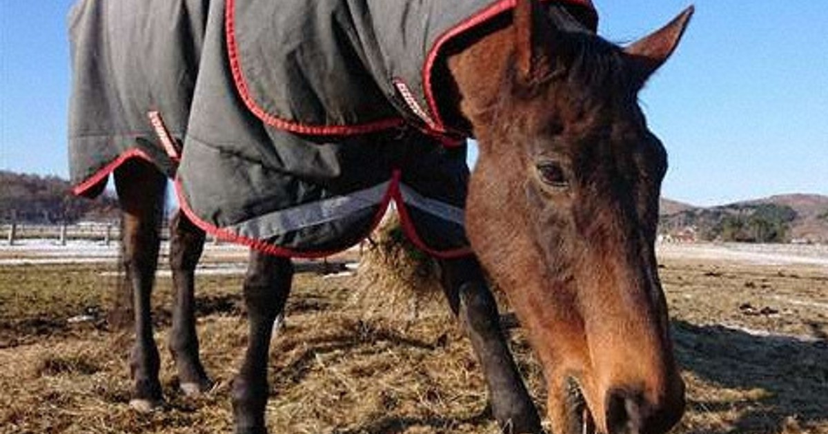 競馬 「ウマ娘」効果、引退馬支援の輪 寄付、1カ月で1万6000人