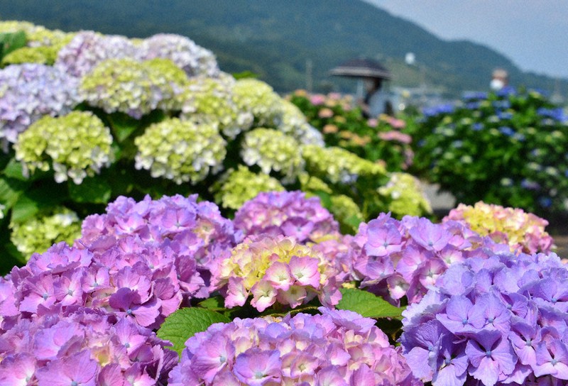 水田彩るアジサイ５０００株 開成 神奈川 毎日新聞