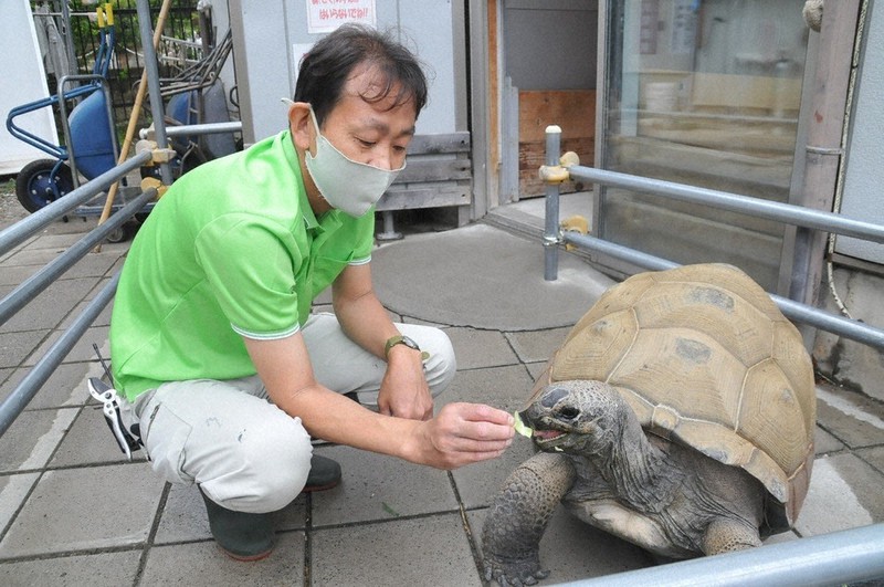 体重約80キロもあるアルダブラゾウガメにえさをやる城山動物園の飼育員、高田孝慈さん=長野市上松の城山動物園で2021年6月4日、田倉直彦撮影