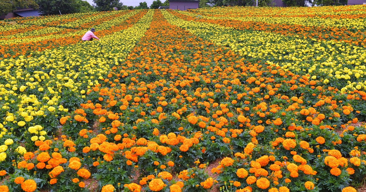天然マリーゴールドの花種、大量５千粒、お花畑パック＋粗品付き＋全国匿名送料無料 海を見下ろすオレンジ色 マリーゴールド見ごろ 福岡・能古島 | 毎日新聞