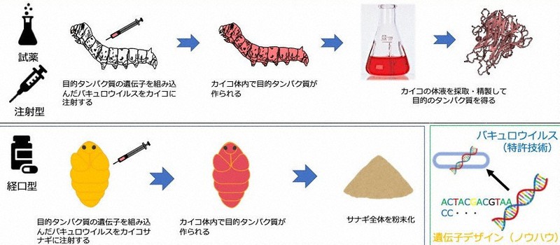 カイコの体内で感染を防御するタンパク質が作られ、ワクチンとなる仕組み