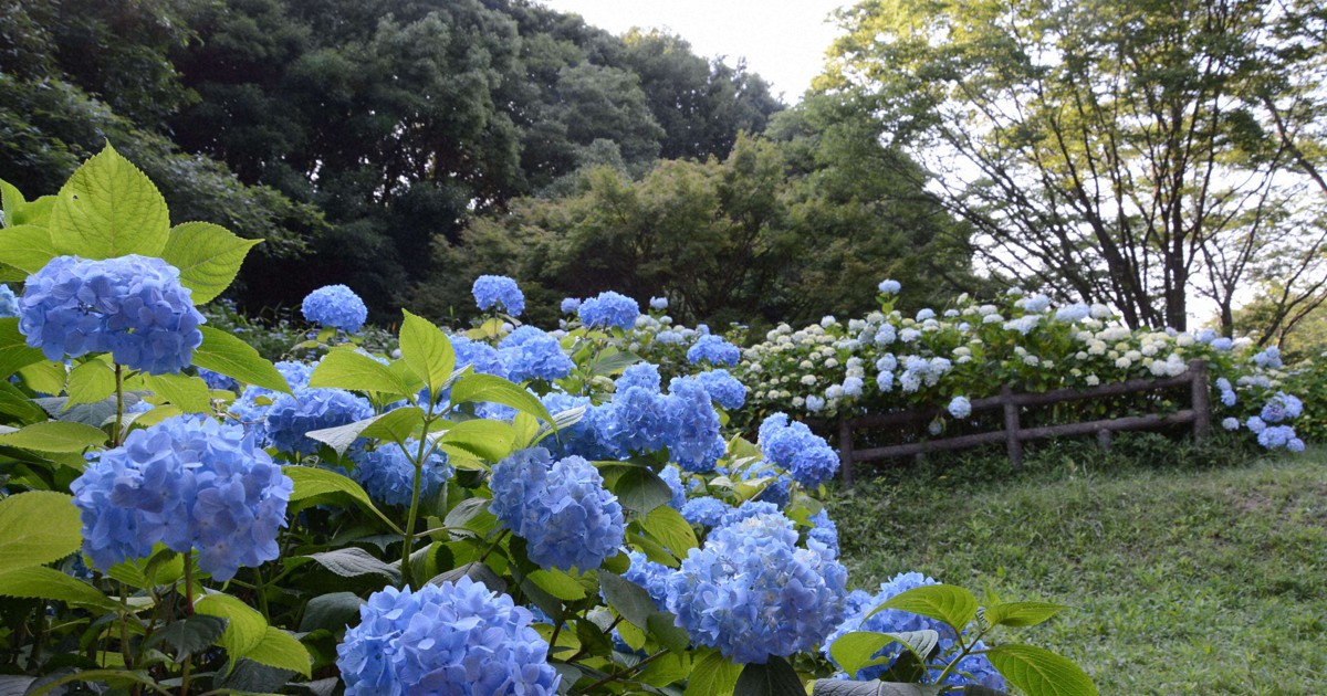 ラルク Hydeさん植樹のアジサイ抜かれる 和歌山の森林公園 毎日新聞