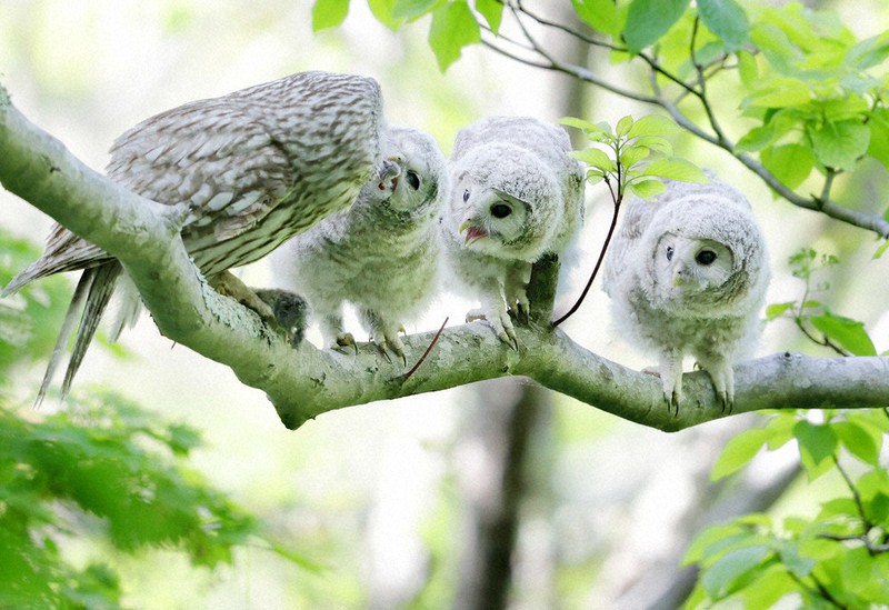 赤ちゃんエゾフクロウ、愛らしく 北海道・石狩平野 | 毎日新聞