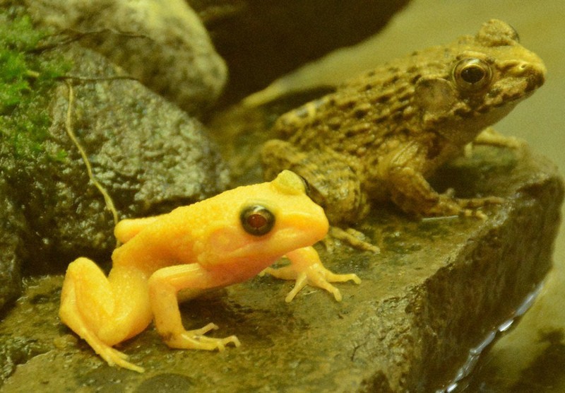 珍 黄色いツチガエル 十日町で小学生が発見 メラニン欠損 新潟 毎日新聞 珍 黄色いツチガエル 十日町で小学生が発見 メラニン欠損 新潟 毎日新聞