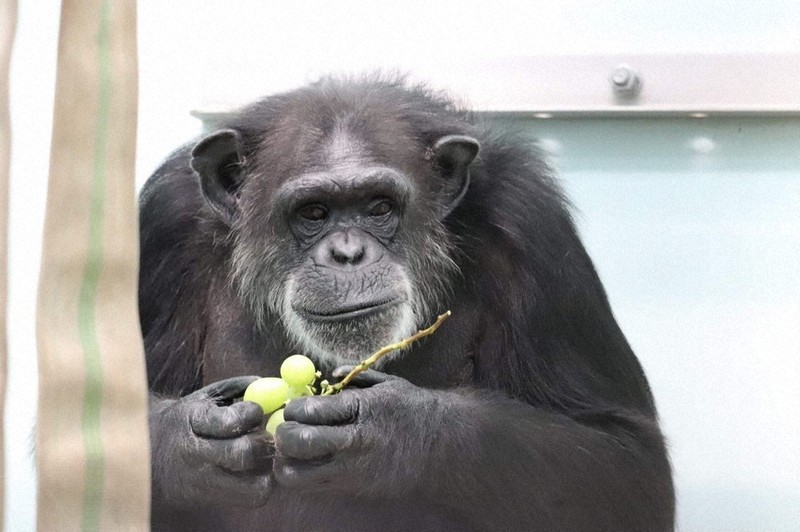 雌のチンパンジー・カナエ、天国へ 熊本市動植物園 ／熊本 | 毎日新聞