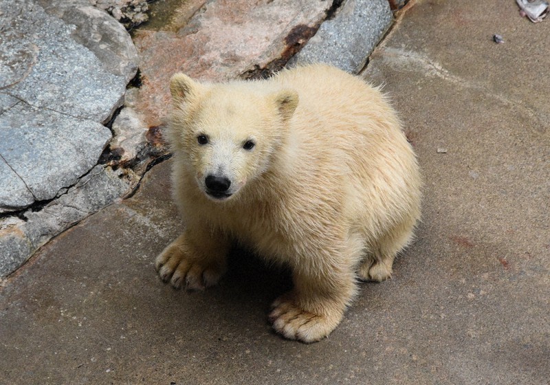 赤ちゃんクマの名前「フブキ」に 男鹿水族館 ／秋田 | 毎日新聞