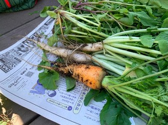 原宿の屋上菜園で取れた野菜=筆者撮影