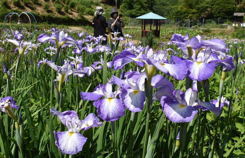 170種 あでやかに 花しょうぶ園で見ごろ 佐用 兵庫 毎日新聞