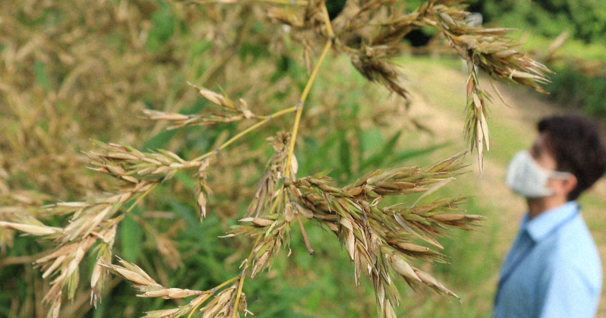 1年ぶり ハチクが開花 黄色く色づく 関係者驚き 愛知 東浦 毎日新聞