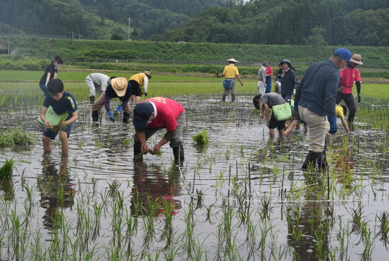 「雪ごろう」の田んぼアートを描くため苗を植える参加者=山形県尾花沢市で2021年6月12日、高橋秀郎撮影
