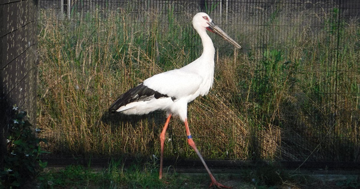 つばさ」都内の園に 野田「こうのとりの里」 制限解除で初の譲渡