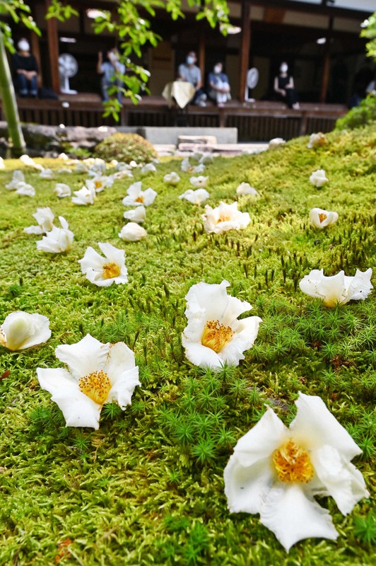 はかなさと美しさ重ねた「沙羅の花」 京都・東林院で鑑賞会 | 毎日新聞