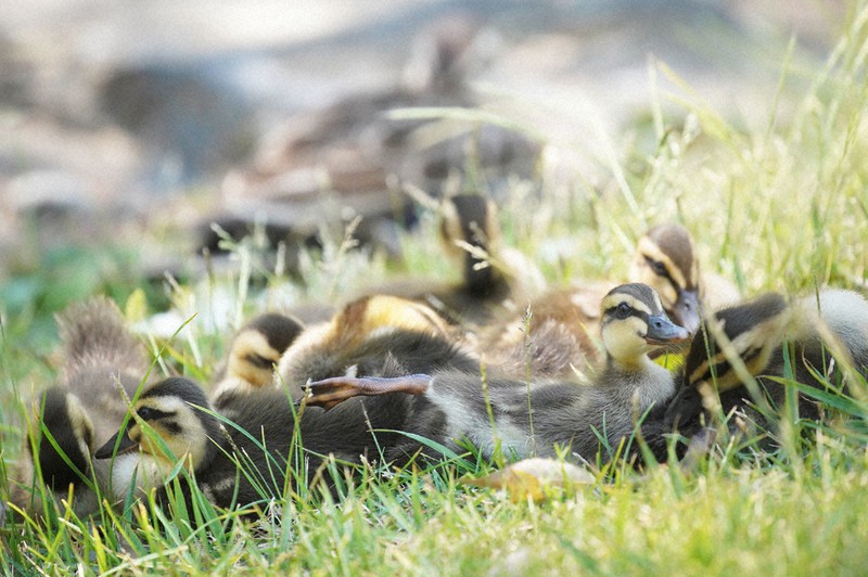 大きく育ってネ カルガモ親子 芝生でぽかぽか日光浴 毎日新聞