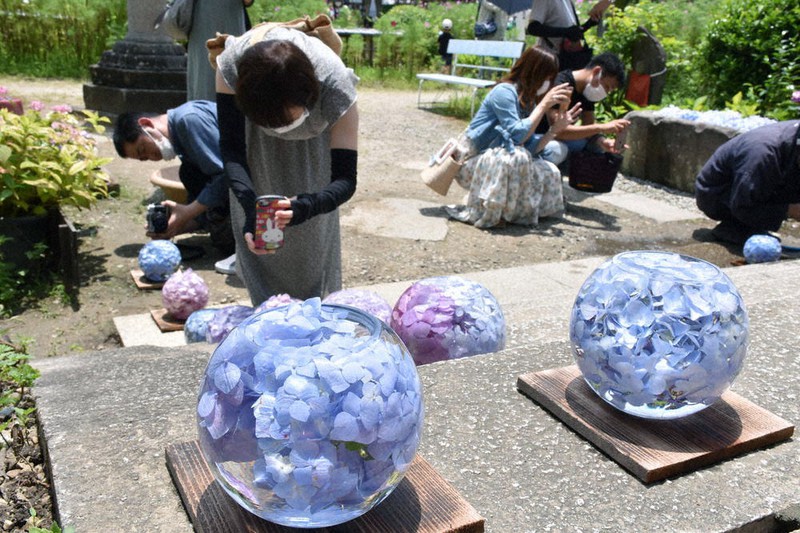 アジサイとコスモス どこから見てもきれいだな 奈良 般若寺 奈良 毎日新聞