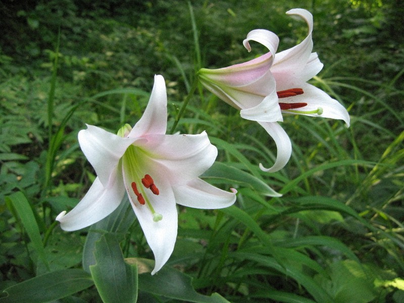 ｋ原さんちの里山探検 49 ササユリ 魅惑的な ええ香り 鳥取 毎日新聞