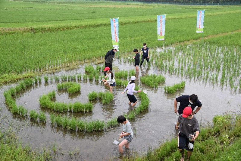 見つけた 田んぼの生き物 コオイムシやカエル 薦原小児童が調査 名張 三重 毎日新聞