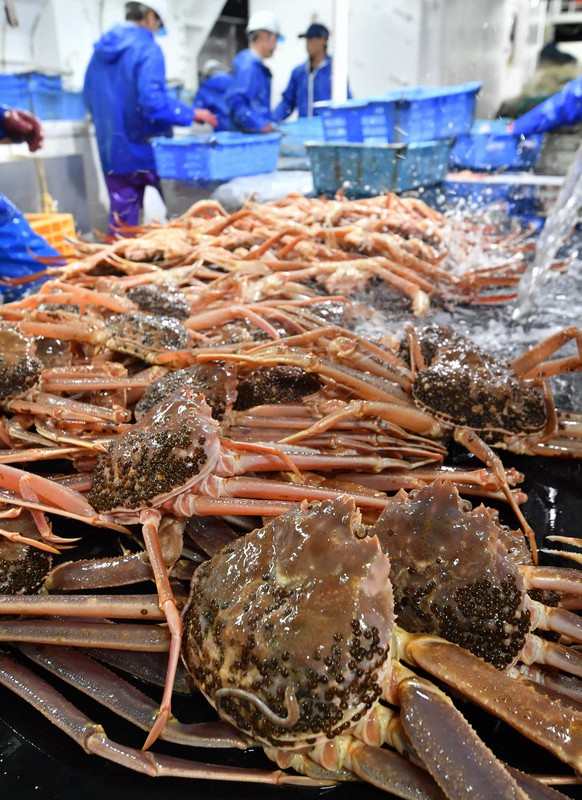 漁が解禁となり、引き揚げられたズワイガニ=兵庫県新温泉町沖で2020年11月6日午前3時9分、平川義之撮影