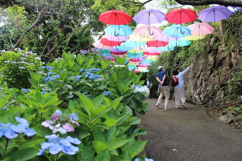 あじさいロードに64本のカラフルな傘 協演楽しむ 静岡 伊東 毎日新聞
